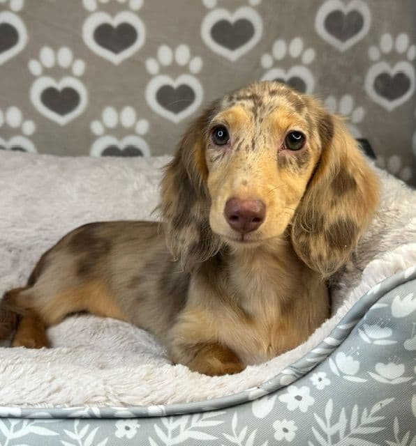 Longhaired Mini Dachshund Puppies media 7