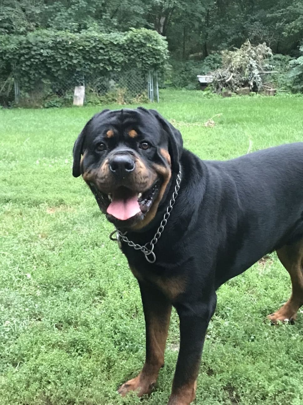 Huge Beautiful Rottweiler Pups breeder image 1