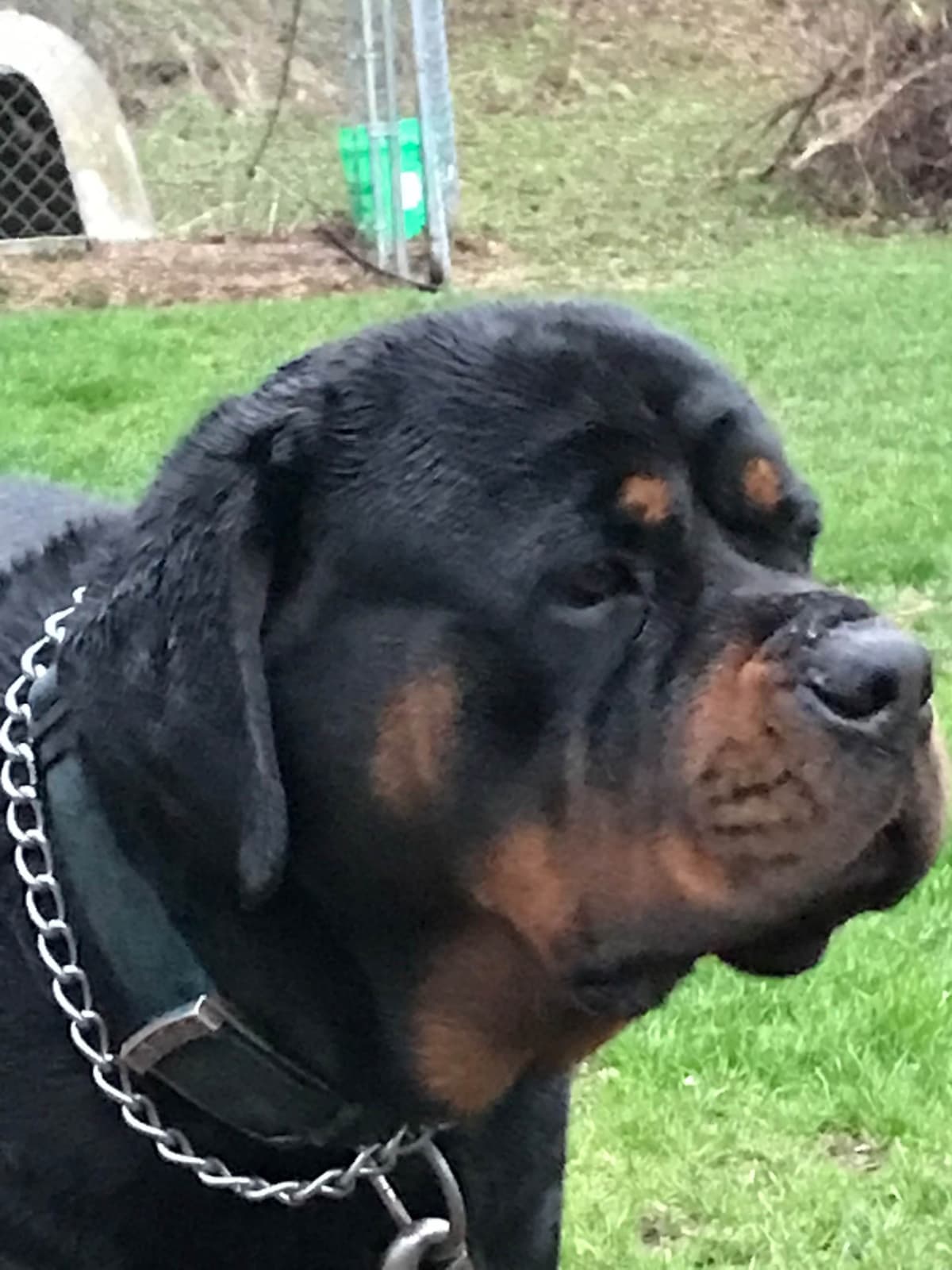 Huge Beautiful Rottweiler Pups breeder image 2