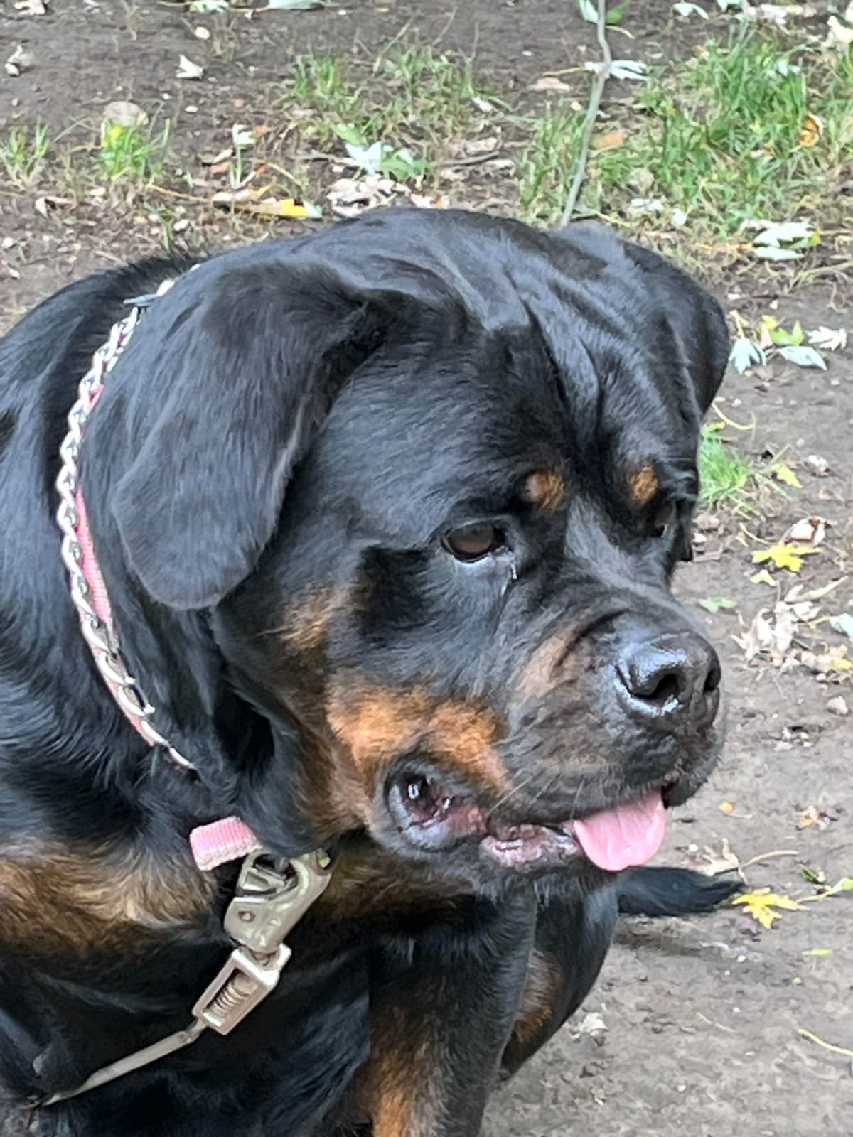 Huge Beautiful Rottweiler Pups breeder image 5