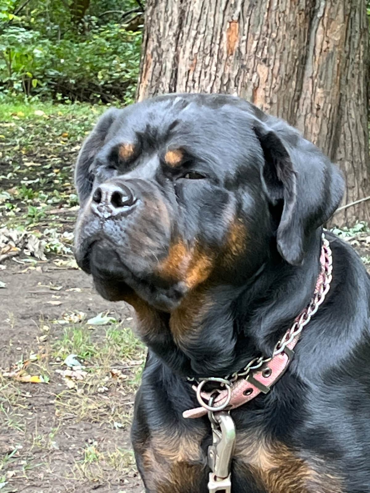 Huge Beautiful Rottweiler Pups breeder image 7