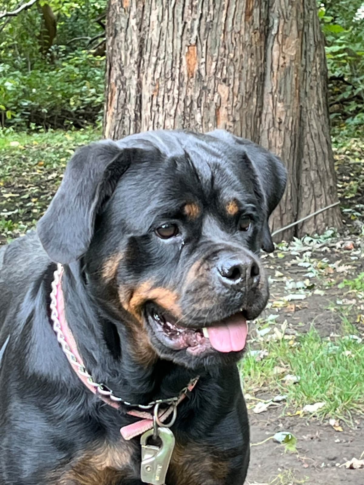 Huge Beautiful Rottweiler Pups breeder image 6