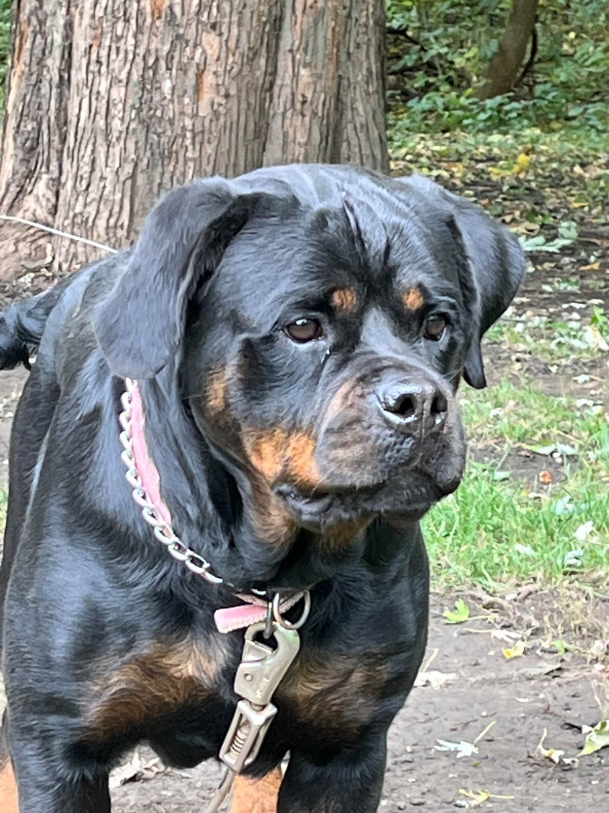 Huge Beautiful Rottweiler Pups breeder image 9