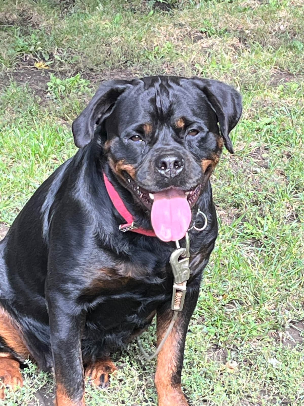 Huge Beautiful Rottweiler Pups breeder image 10