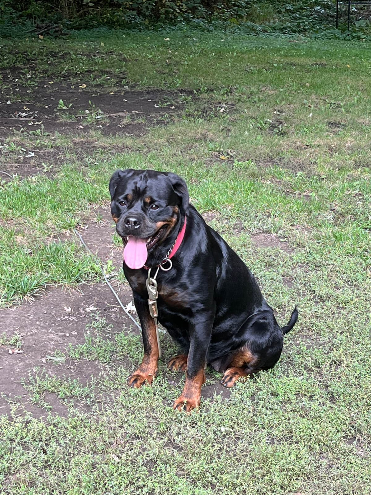 Huge Beautiful Rottweiler Pups breeder image 11