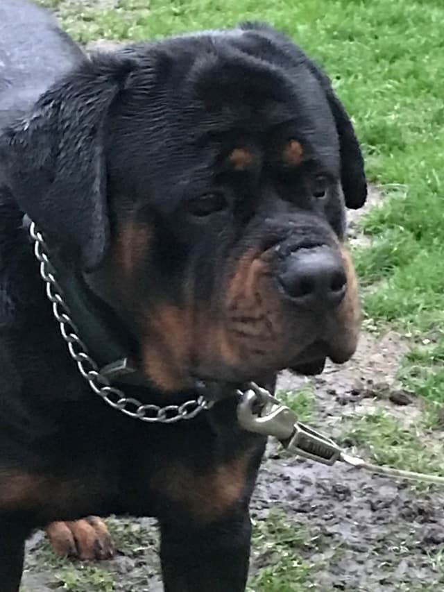 Huge Beautiful Rottweiler Pups media 2
