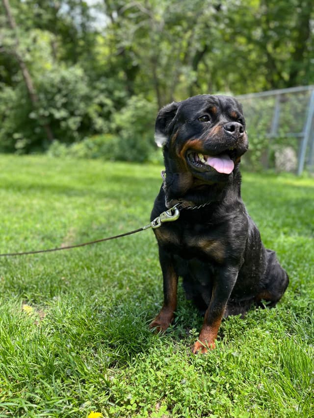 Huge Beautiful Rottweiler Pups media 4