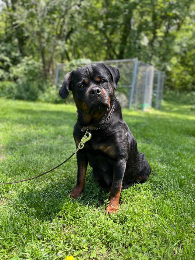 Huge Beautiful Rottweiler Pups media 5