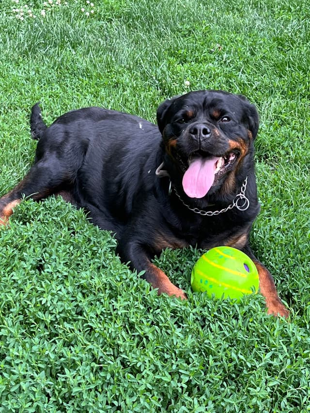 Huge Beautiful Rottweiler Pups media 6