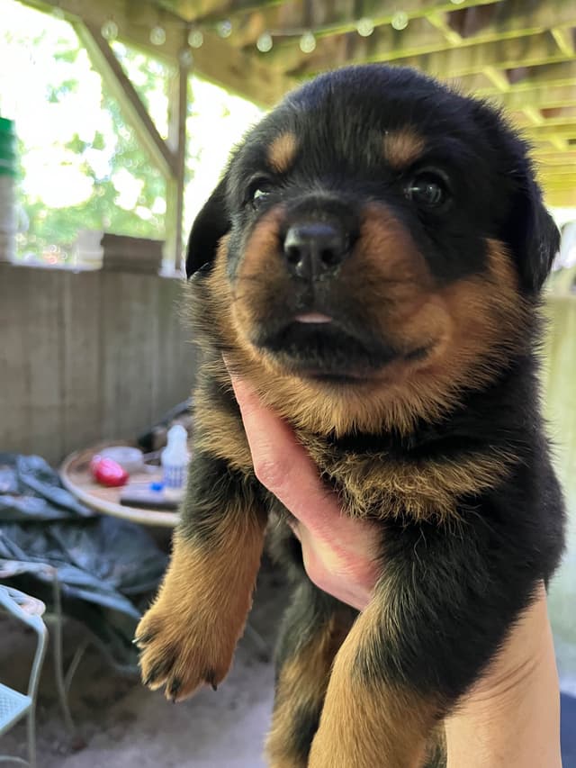 Huge Beautiful Rottweiler Pups media 7