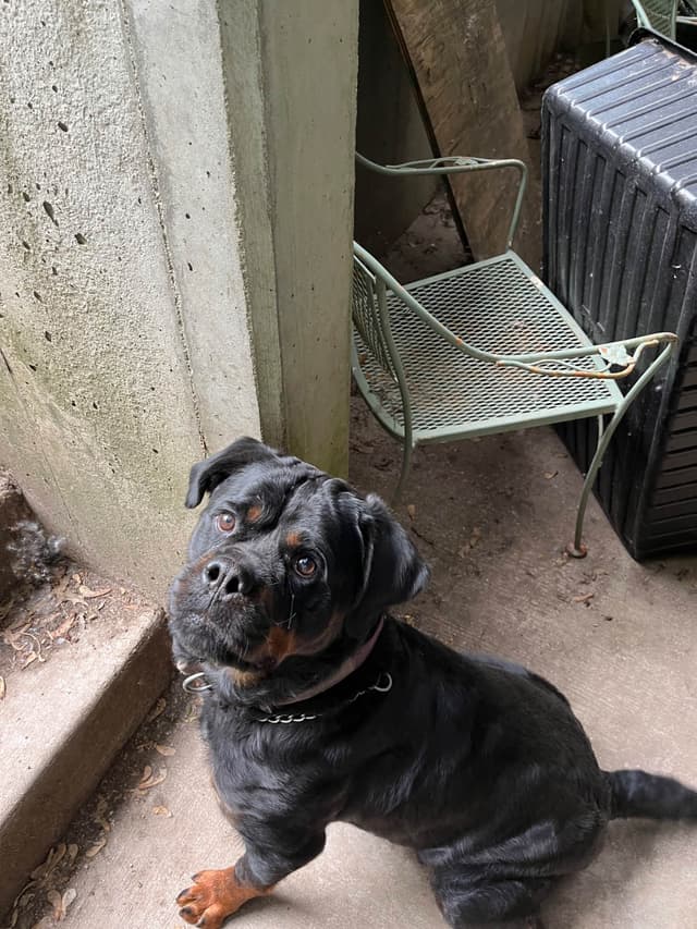 Huge Beautiful Rottweiler Pups media 9
