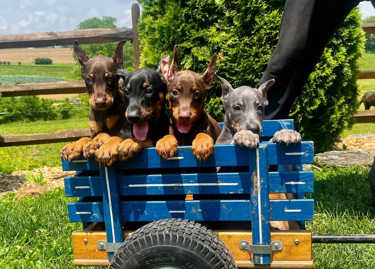 Ears docked  ❤️Doberman Pinscher Puppies❤️🐾Text 717-837-3447 breeder image 1