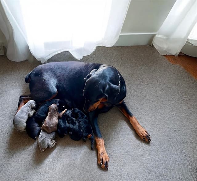 Alpha Hip Cert 🐾❤️Doberman Pinscher❤️Text 717-837-3447 black Red Blue media 5