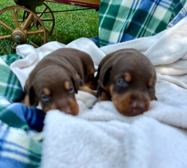 Ears docked  ❤️Doberman Pinscher Puppies❤️🐾Text 717-837-3447 media 2