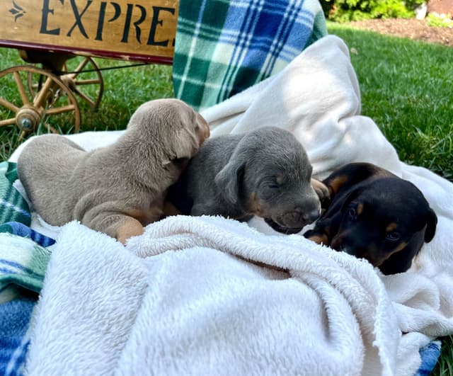Ears docked  ❤️Doberman Pinscher Puppies❤️🐾Text 717-837-3447 media 3