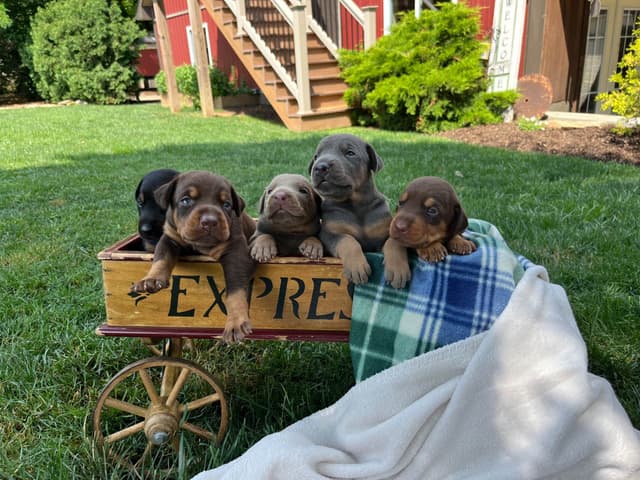 Ears docked  ❤️Doberman Pinscher Puppies❤️🐾Text 717-837-3447 media 6