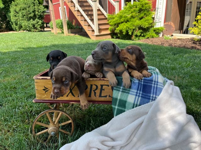 Ears docked  ❤️Doberman Pinscher Puppies❤️🐾Text 717-837-3447 media 7