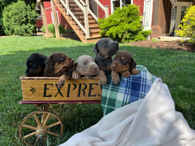 Ears docked  ❤️Doberman Pinscher Puppies❤️🐾Text 717-837-3447 media 4