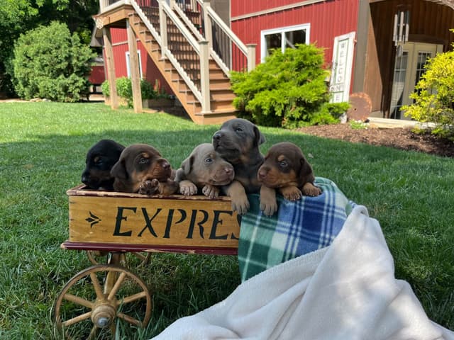 Ears docked  ❤️Doberman Pinscher Puppies❤️🐾Text 717-837-3447 media 8