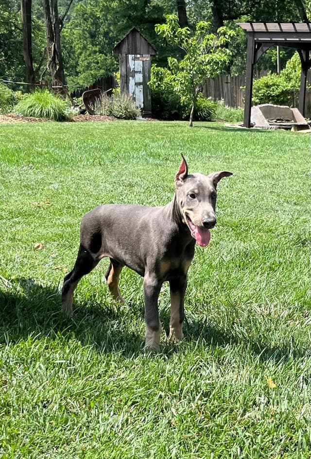 Alpha Hip Cert 🐾❤️Doberman Pinscher❤️Text 717-837-3447 black Red Blue media 3