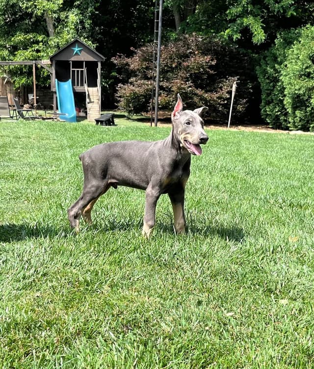 Alpha Hip Cert 🐾❤️Doberman Pinscher❤️Text 717-837-3447 black Red Blue media 4