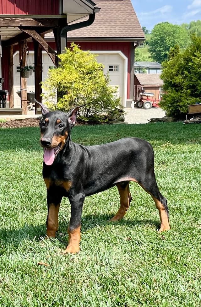 Alpha Hip Cert 🐾❤️Doberman Pinscher❤️Text 717-837-3447 black Red Blue media 2