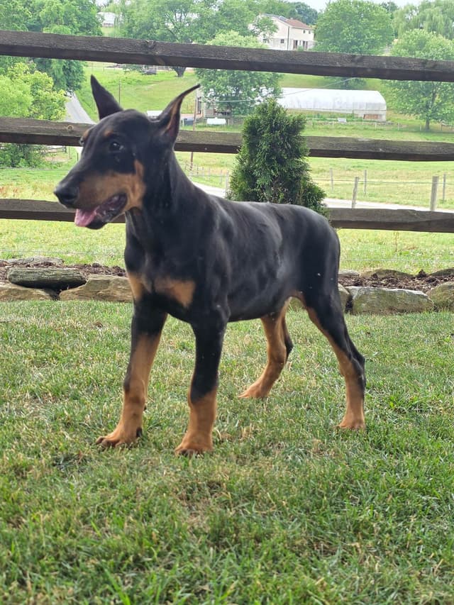 Alpha Hip Cert 🐾❤️Doberman Pinscher❤️Text 717-837-3447 black Red Blue media 8