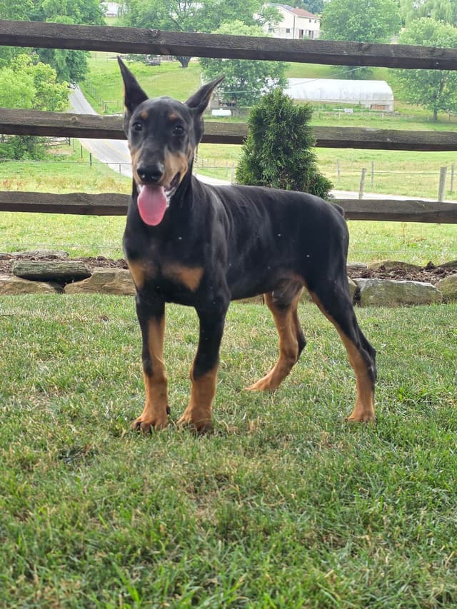 Alpha Hip Cert 🐾❤️Doberman Pinscher❤️Text 717-837-3447 black Red Blue media 9
