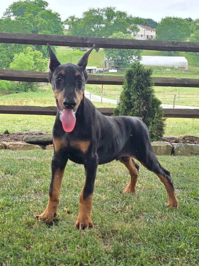 Alpha Hip Cert 🐾❤️Doberman Pinscher❤️Text 717-837-3447 black Red Blue media 16