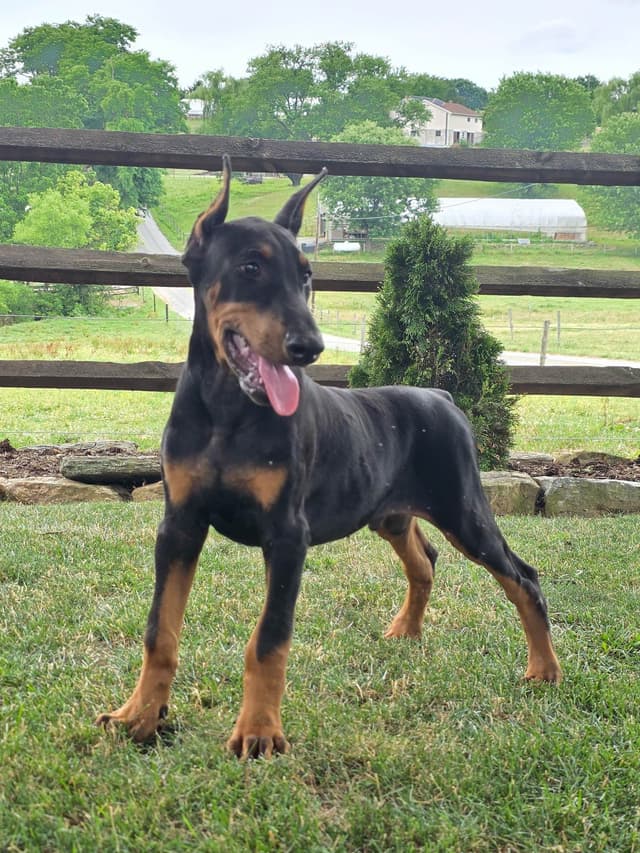 Alpha Hip Cert 🐾❤️Doberman Pinscher❤️Text 717-837-3447 black Red Blue media 15