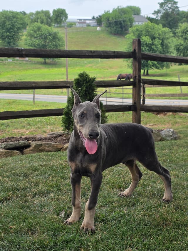 Alpha Hip Cert 🐾❤️Doberman Pinscher❤️Text 717-837-3447 black Red Blue media 17