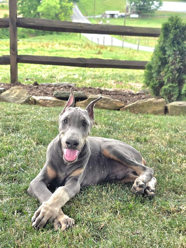 Alpha Hip Cert 🐾❤️Doberman Pinscher❤️Text 717-837-3447 black Red Blue media 19