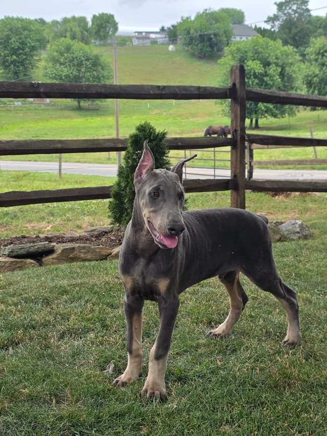 Alpha Hip Cert 🐾❤️Doberman Pinscher❤️Text 717-837-3447 black Red Blue media 20