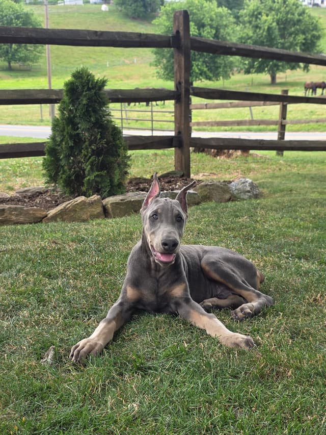 Alpha Hip Cert 🐾❤️Doberman Pinscher❤️Text 717-837-3447 black Red Blue media 18