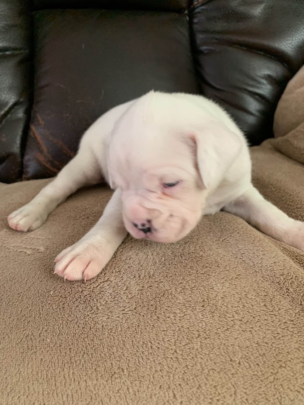 French Bulldog Puppies breeder image 1