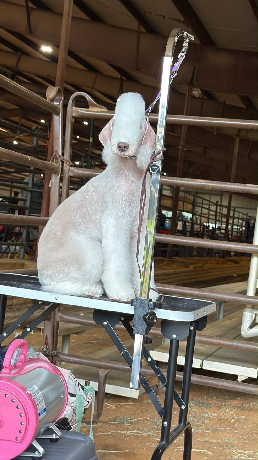 Bedlington Terrier Puppies breeder image 2