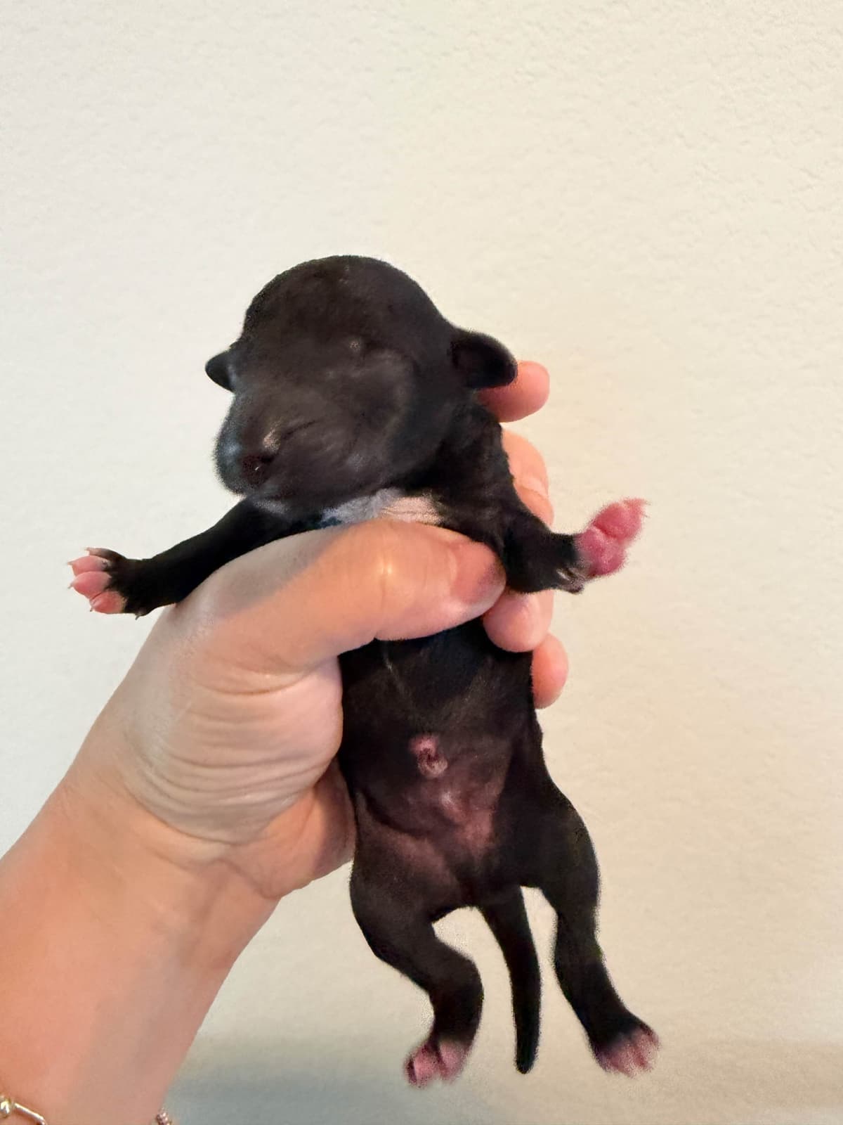 Bedlington Terrier Puppies breeder image 4