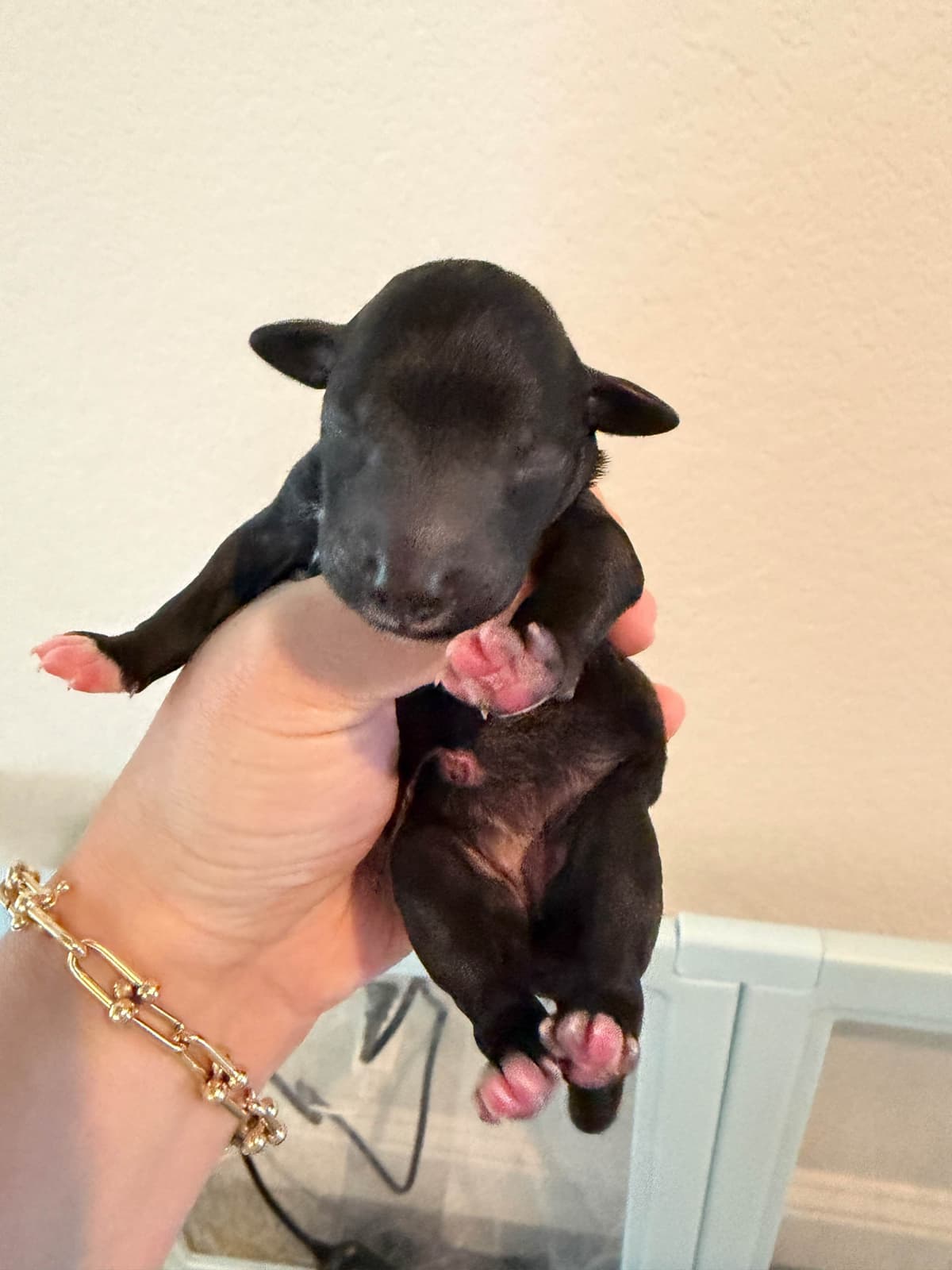 Bedlington Terrier Puppies breeder image 5