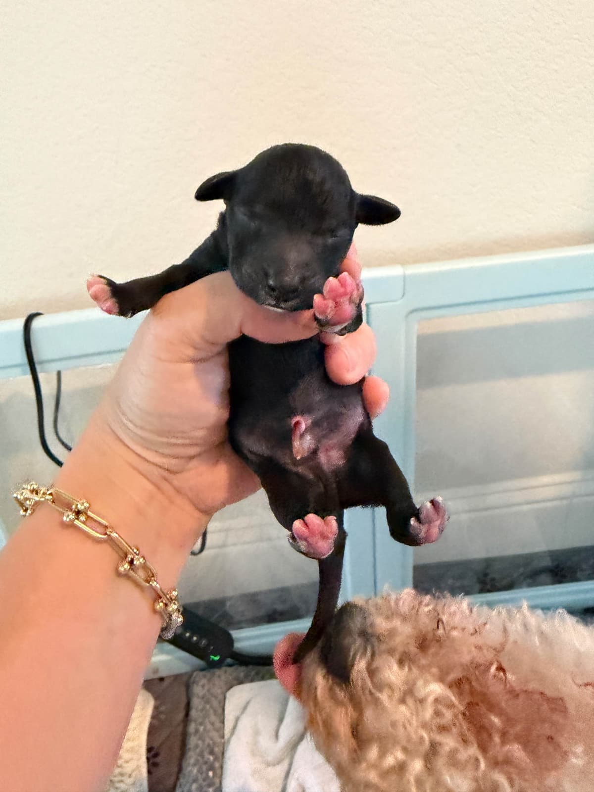 Bedlington Terrier Puppies breeder image 7