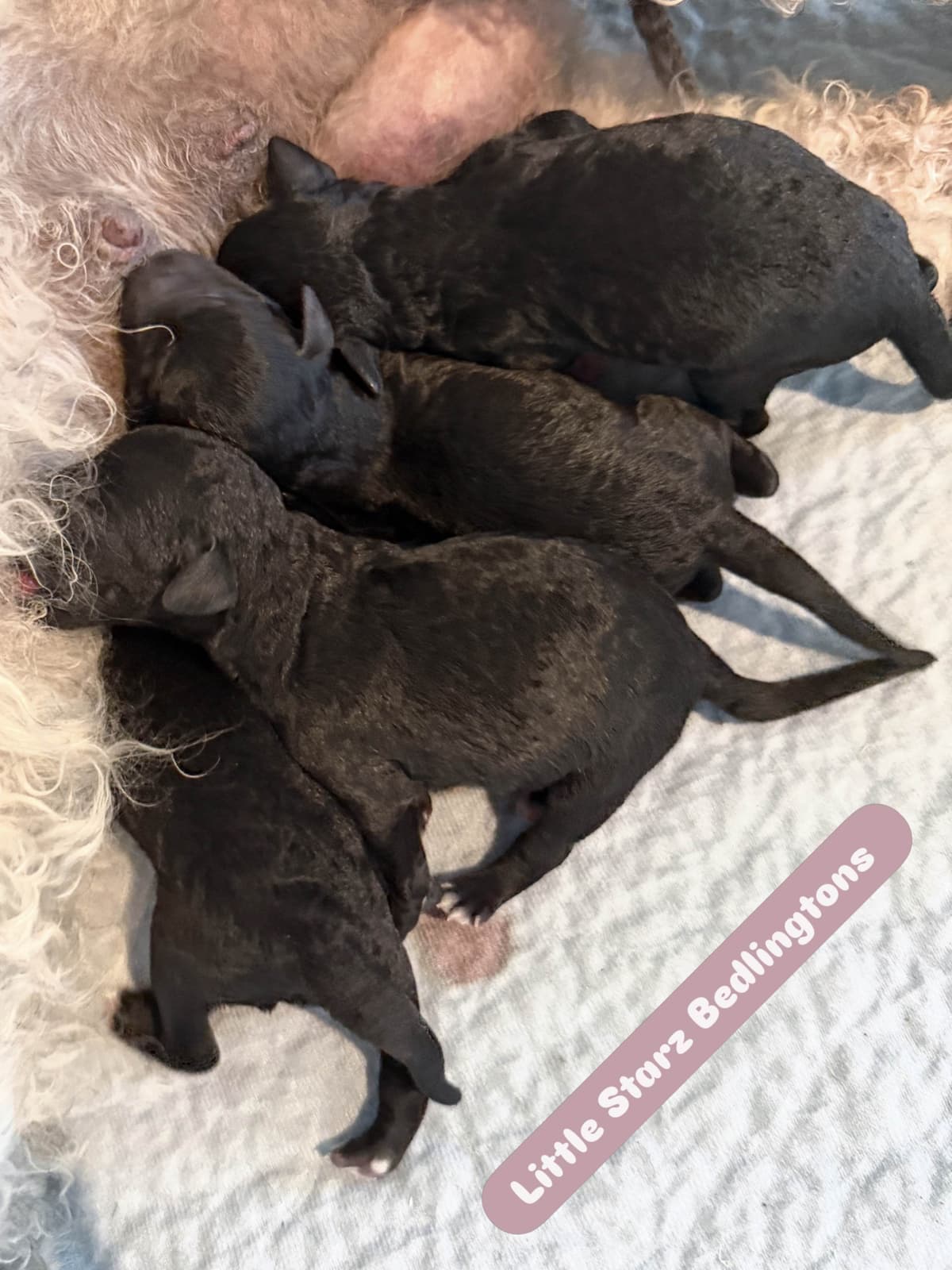 Bedlington Terrier Puppies breeder image 6