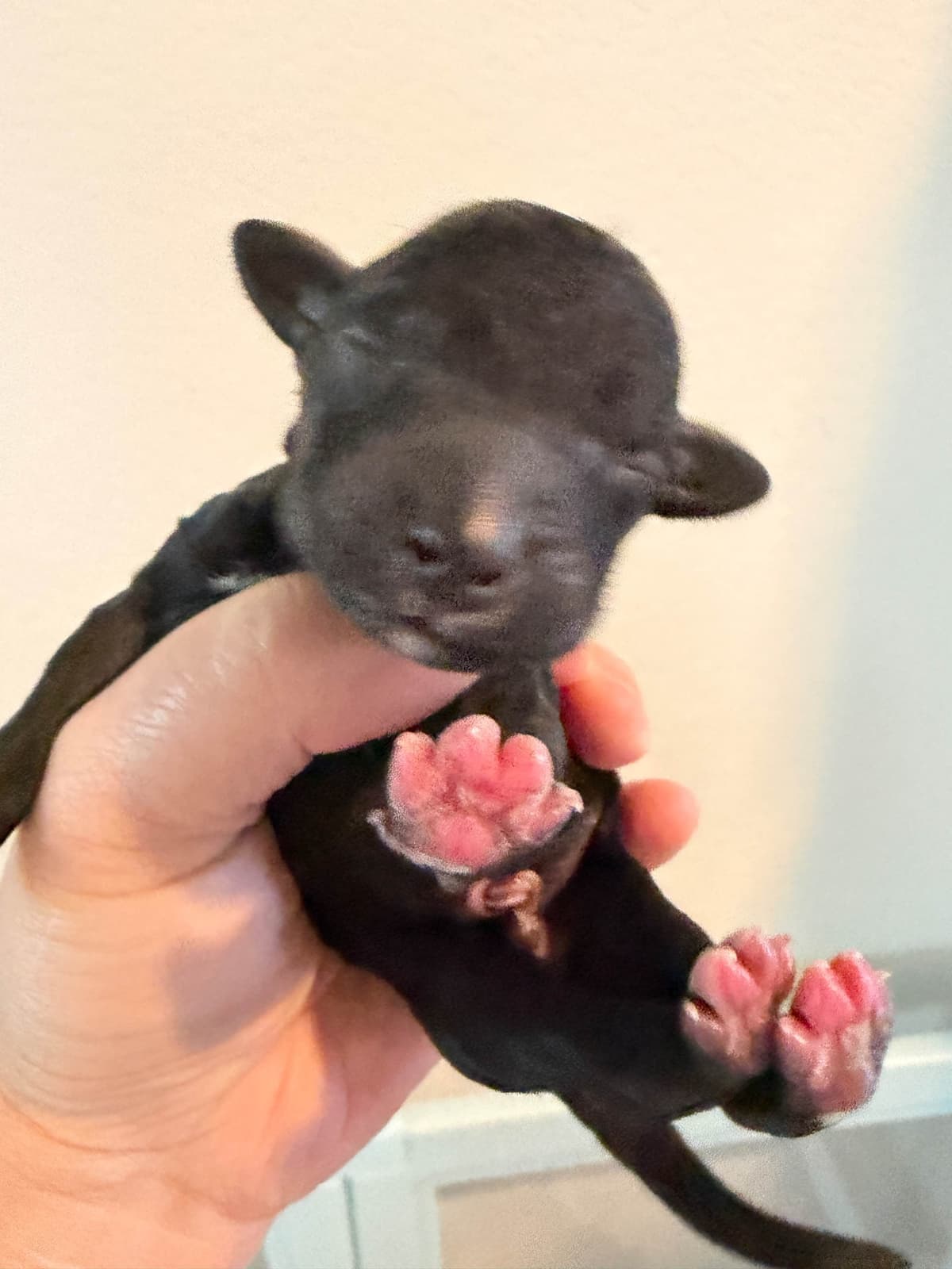 Bedlington Terrier Puppies breeder image 8