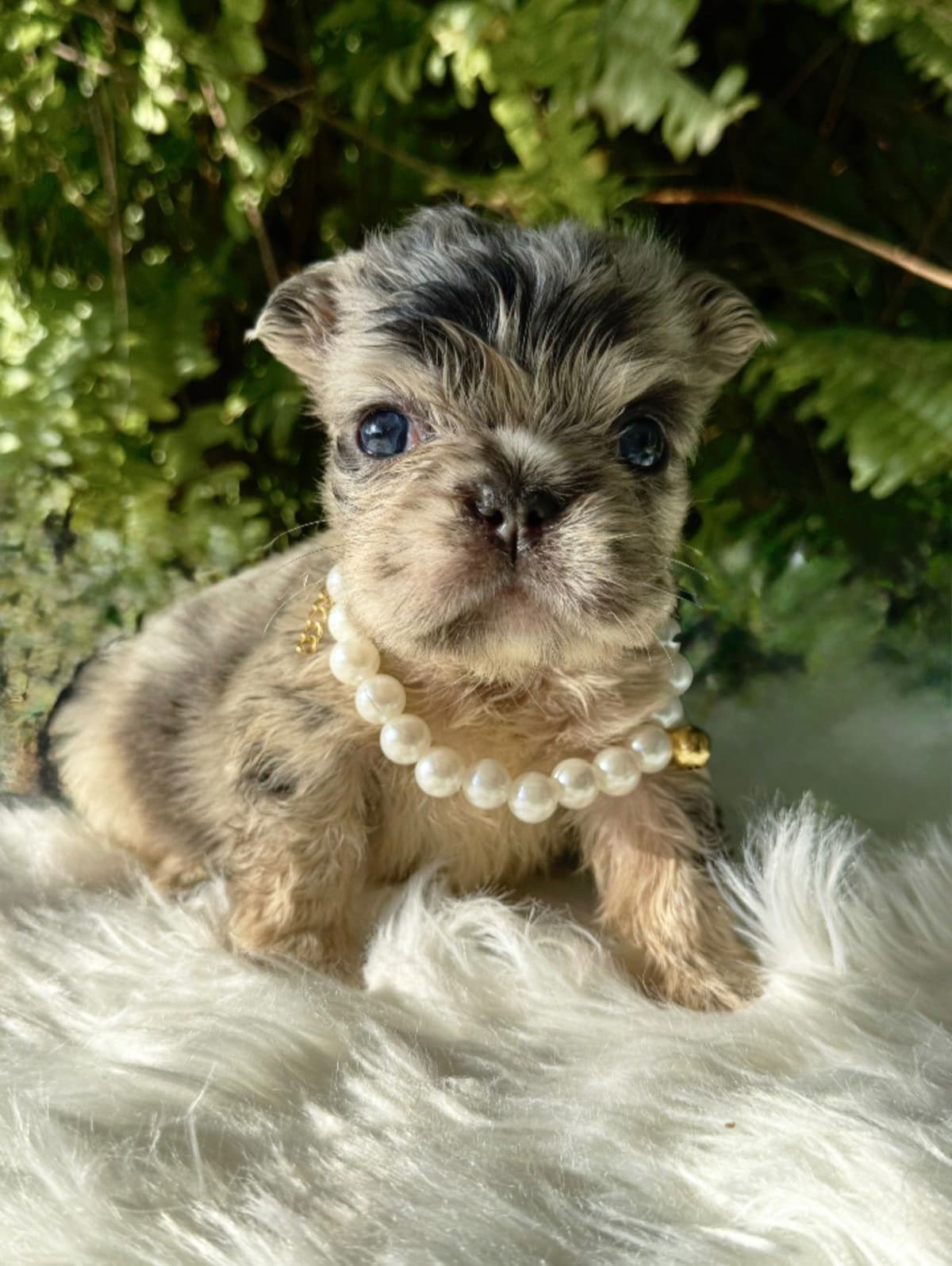 French Bulldog Puppies breeder image 1
