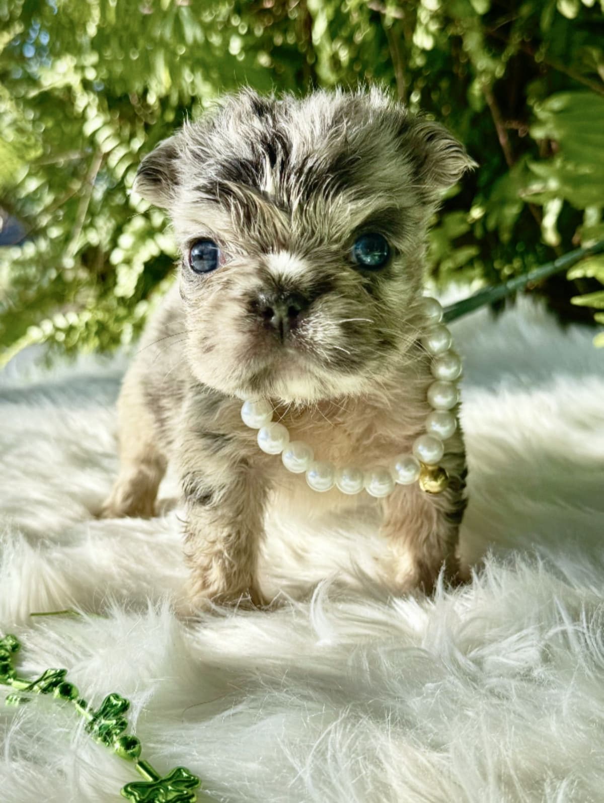 French Bulldog Puppies breeder image 2