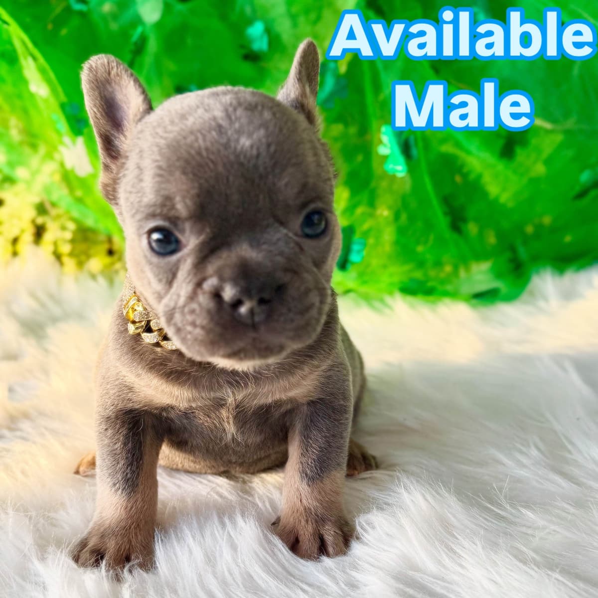 French Bulldog Puppies breeder image 5