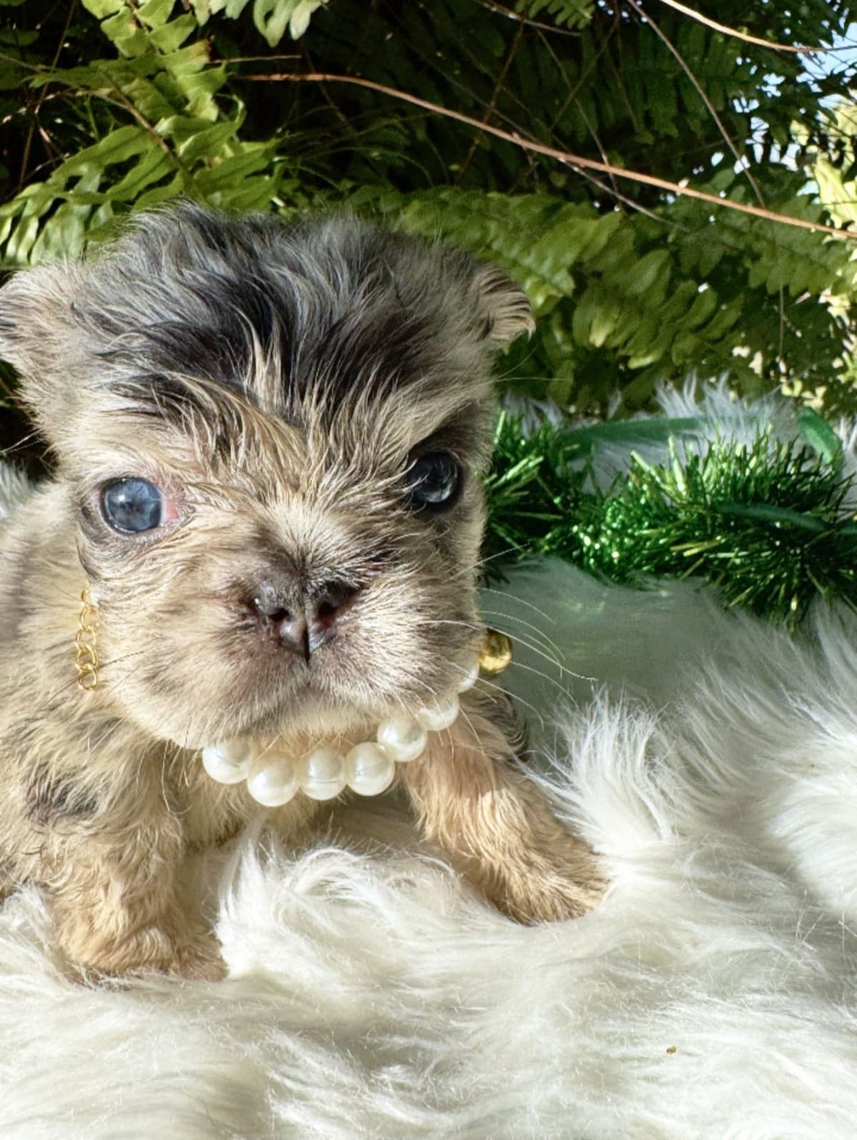 French Bulldog Puppies breeder image 4