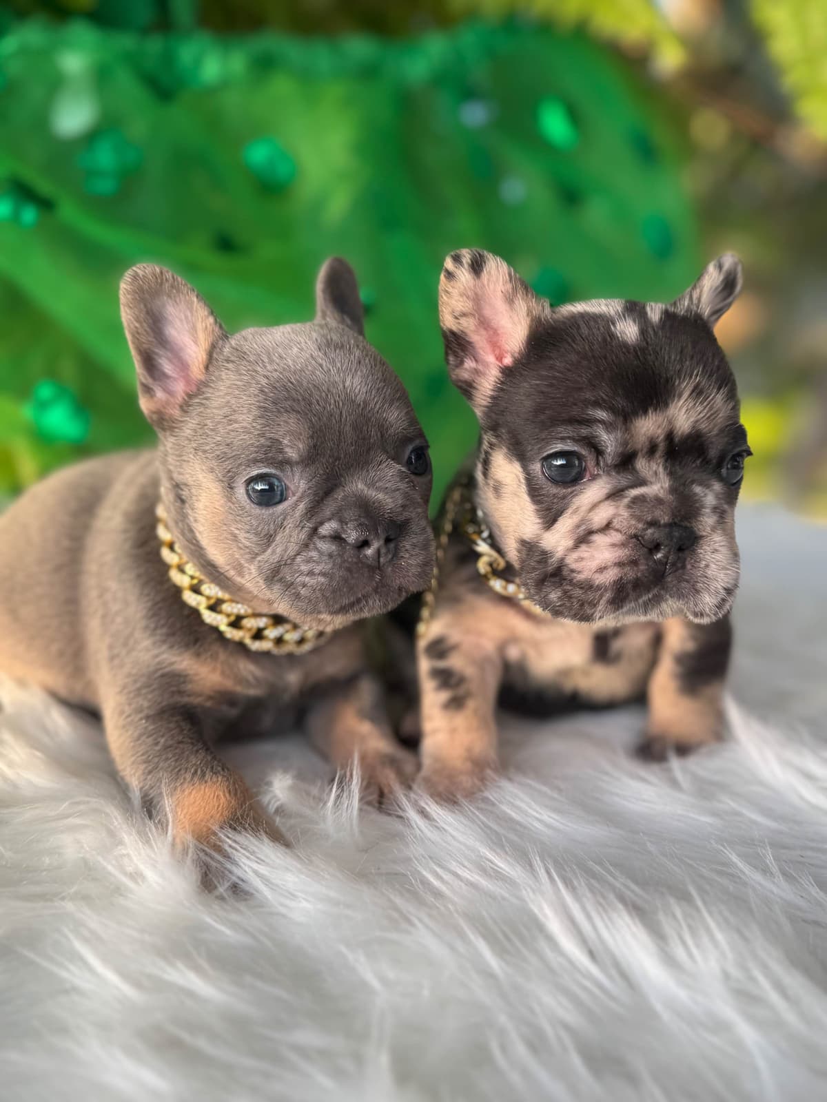 French Bulldog Puppies breeder image 6
