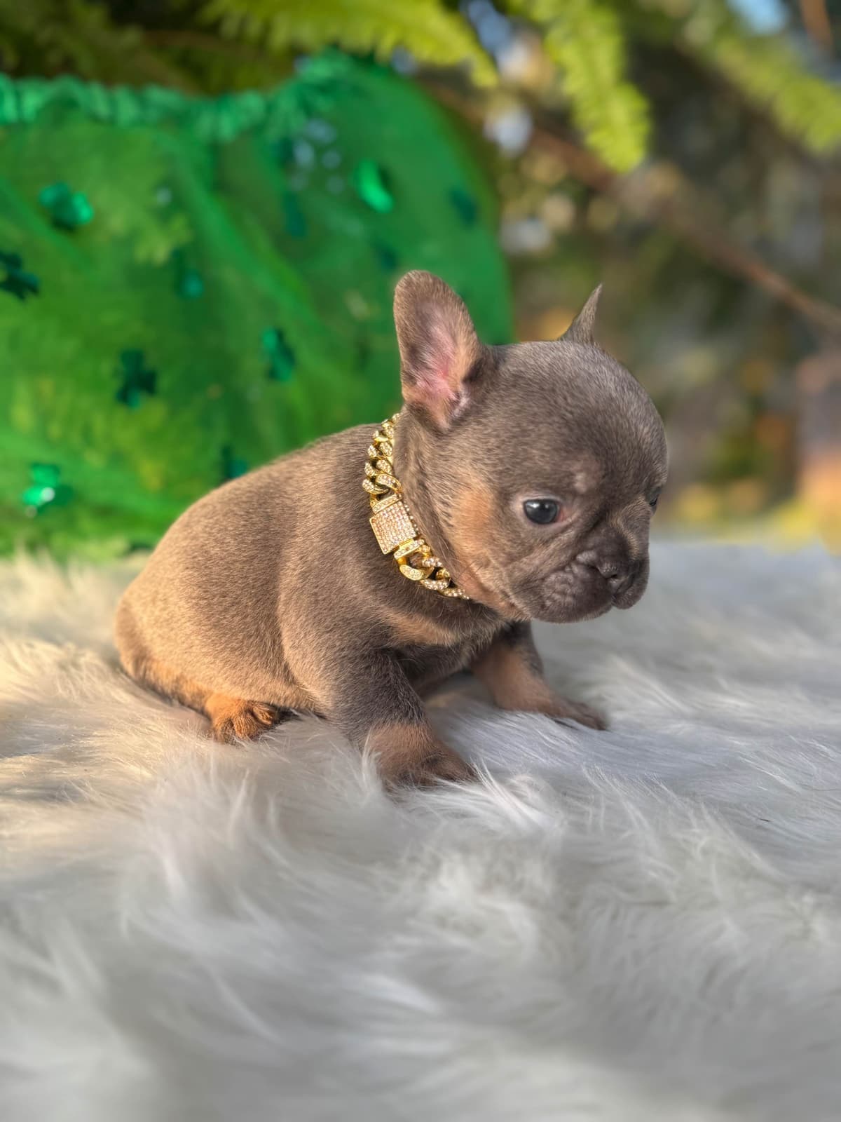 French Bulldog Puppies breeder image 7