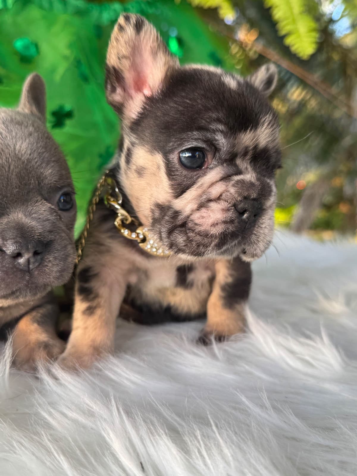 French Bulldog Puppies breeder image 10