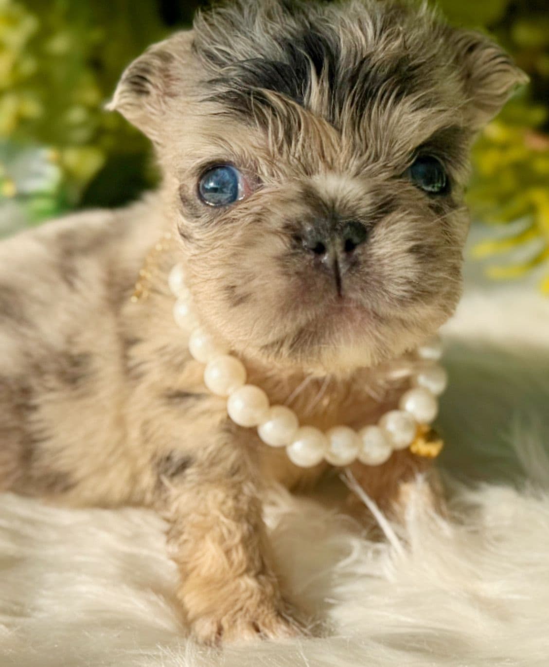 French Bulldog Puppies breeder image 8