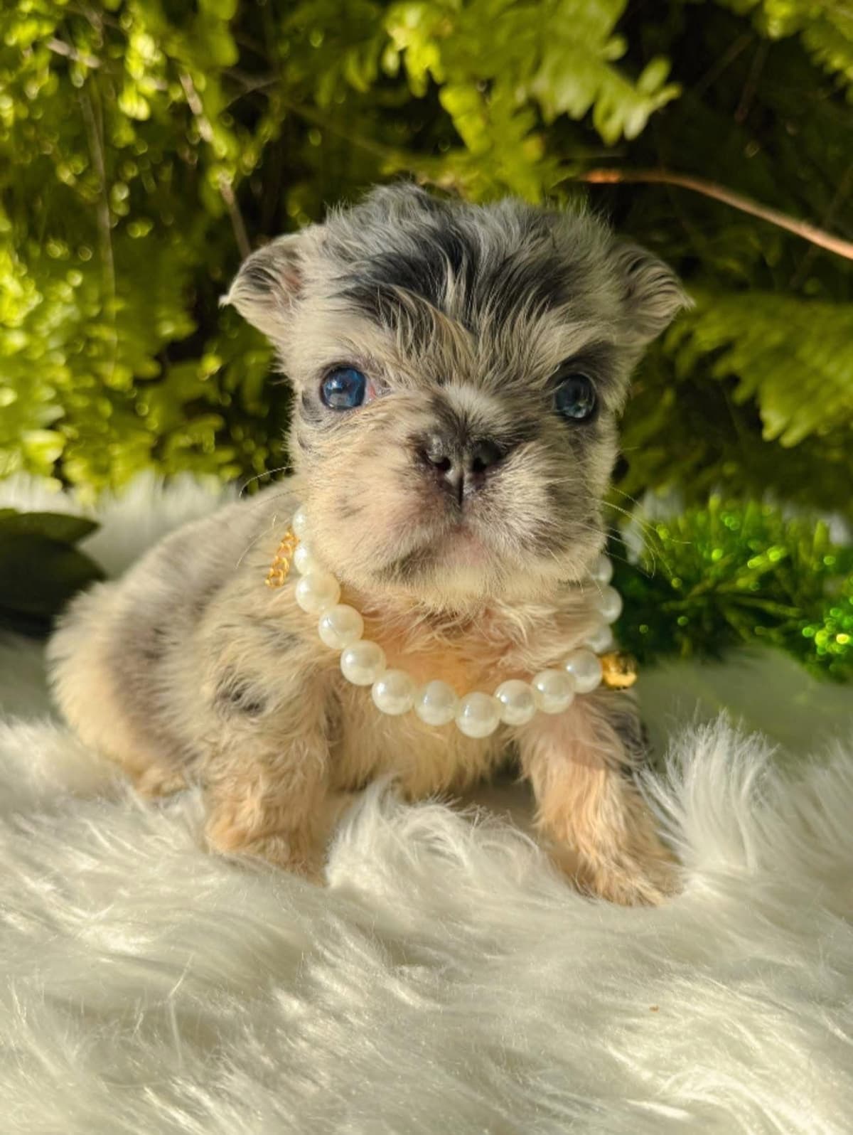 French Bulldog Puppies breeder image 11